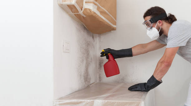 Professional Mold Removal technician working in Harwood, MD